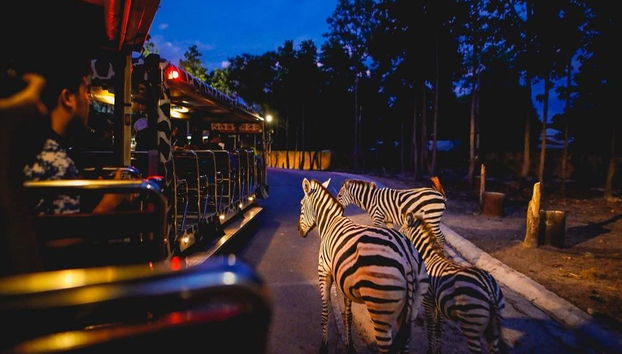 Safari Nocturno en Chiang Mai - Tour Privado - Foto 4